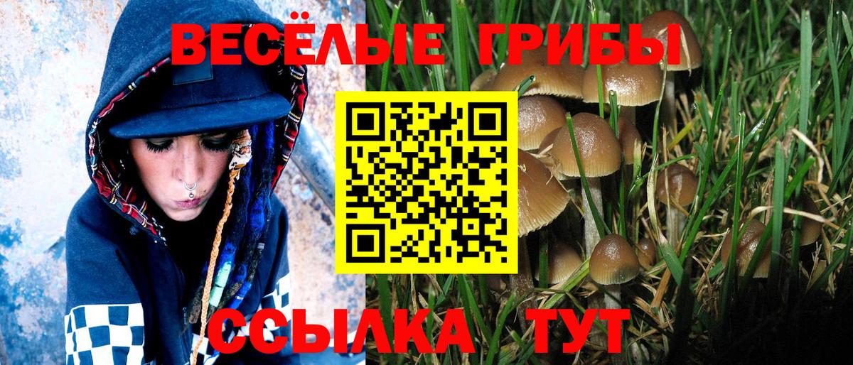 Псилоцибиновые грибы Psilocybine cubensis Гурьевск